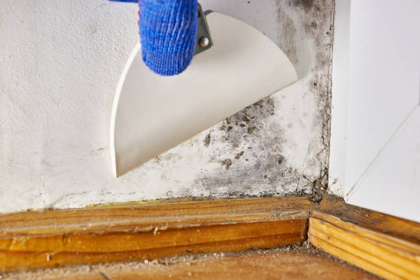 Mold Removal for HVAC Installations in Juniper Canyon, OR